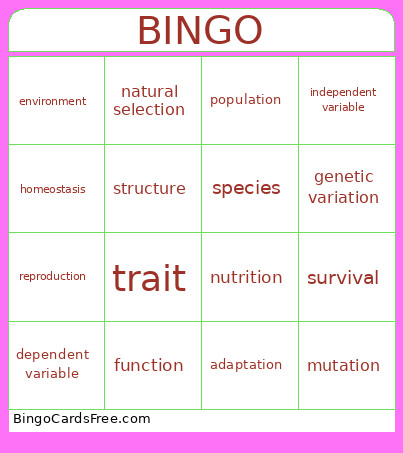 8th Grade Vocabulary Review Bingo Card