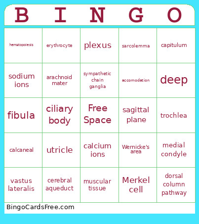 Anatomy Bingo Card