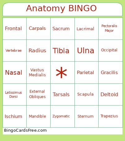 Anatomy BINGO