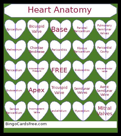 Anatomy Of The Heart(Walls And Valves) Bingo Card