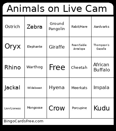 Animals On Live Cam Bingo Card