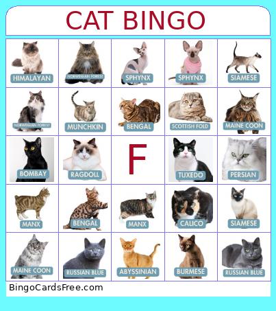 Cat Bingo