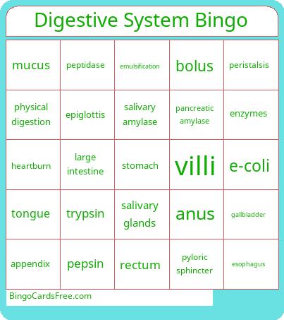 Digestive System Bingo