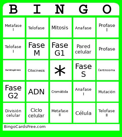 DIVISIÓN CELULAR  Bingo
