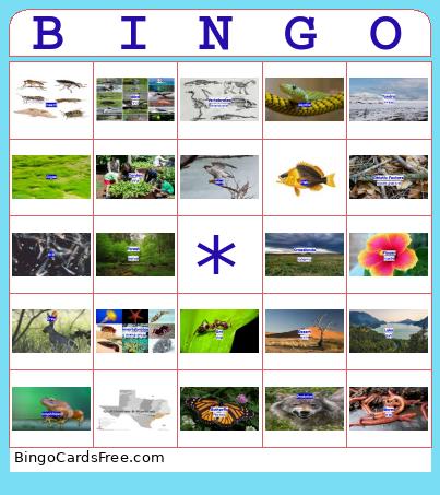 Ecosystems and Biomes Bingo