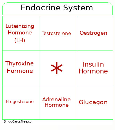 Endocrine System Bingo Card