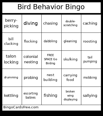 Minnesota Bird Behavior Bingo Card