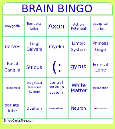 Organization Of The Brain Bingo Card