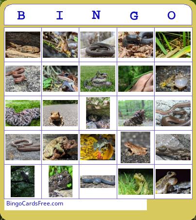 Reptiphibian Bingo