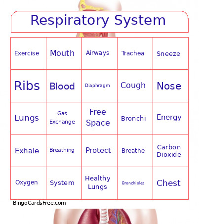 Respiratory System Bingo Card