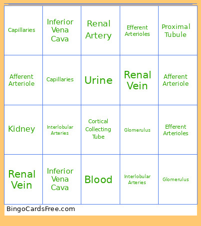 Urinary And Blood Paths Bingo Card